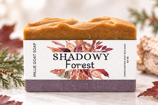 Shadowy Forest